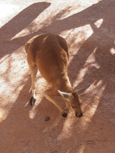 Refuge des kangourou à Coober Pedy